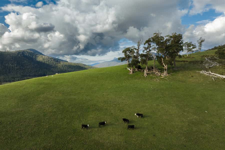 Hobart: Hastings Cave, Tahune Airwalk and Huon Tasting Trail - Huon tasting stop: cider options and seasonal apple pie