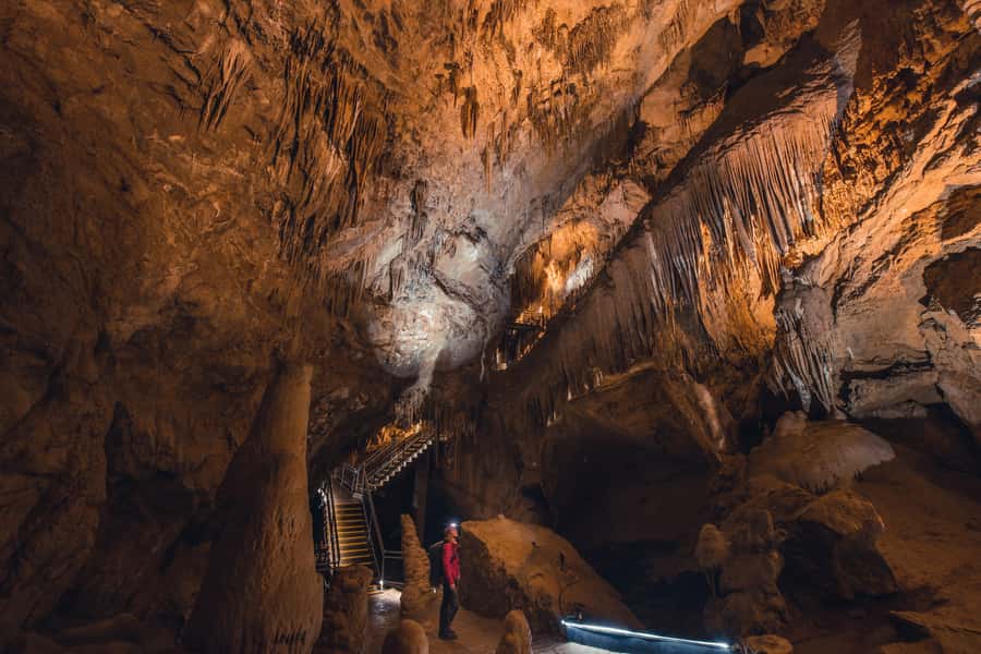 Hobart: Hastings Cave, Tahune Airwalk and Huon Tasting Trail - Native wildlife: how to spot it without overthinking