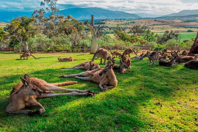 Hobart Highlights Day Tour - Getting around: pickup, minivan pace, and capped group comfort