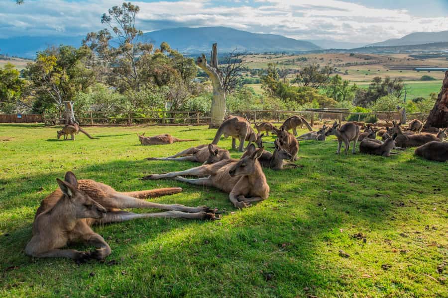 Hobart Highlights Day Tour - What to bring: small items that save the day