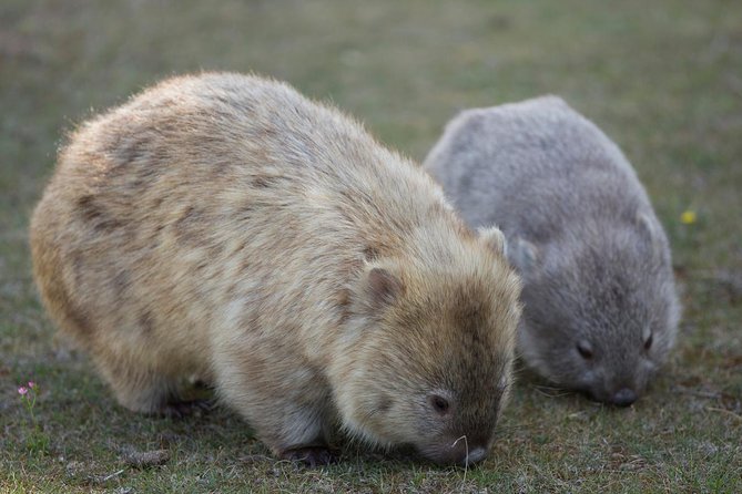 Hobart: Maria Island National Park - Nature & Wildlife Adventure - Triabunna timing: the quick stop that sets you up for the island