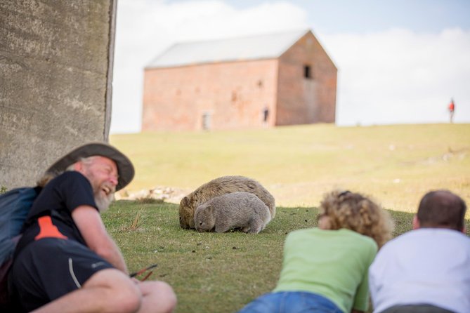 Hobart: Maria Island National Park - Nature & Wildlife Adventure - Bays, beaches, and swim time: your downtime on a car-free island