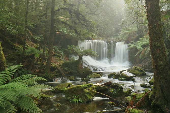 Hobart: Mt. Field, Mt Wellington & Wildlife - Active Day Tour - Bonorong Wildlife Sanctuary: Tasmanian Devils and the Ethics of Viewing