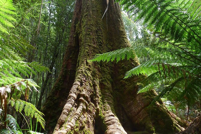Hobart: Mt. Field, Mt Wellington & Wildlife - Active Day Tour - Should You Book the Hobart Mt. Field, Mt. Wellington & Wildlife Day Tour?
