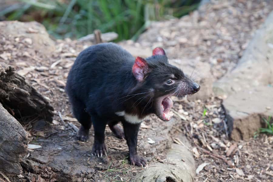 Hobart: Mt Field National Park & Wildlife Shore Excursion - Cruise-Schedule Timing From the Hobart Waterfront