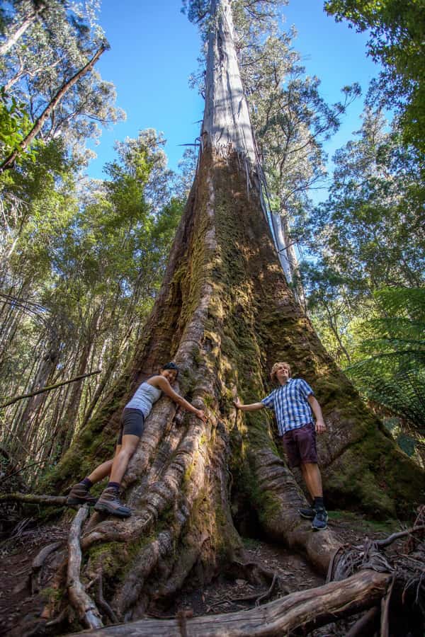 Hobart: Mt Field National Park & Wildlife Shore Excursion - Who This Tour Fits Best