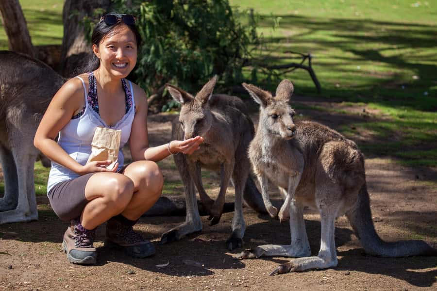 Hobart: Mt Field National Park & Wildlife Shore Excursion - The New Norfolk Break: A Small Pause That Helps