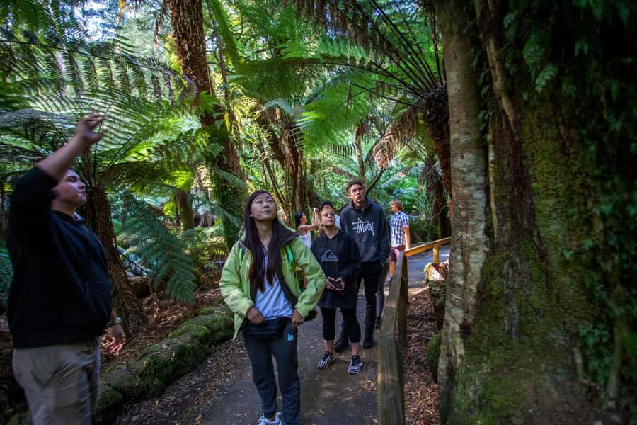 Hobart: Mt Field National Park & Wildlife Shore Excursion - Mount Field National Park: Guided Walks With Real Variety
