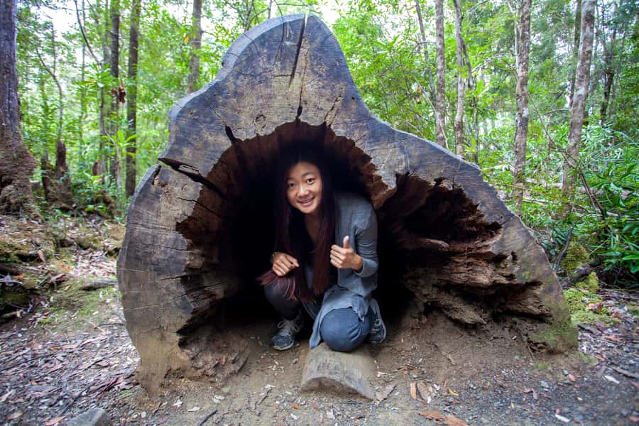 Hobart: Tahune Airwalk, Hastings Cave, Thermal Springs Tour - Quick hits you’ll actually care about