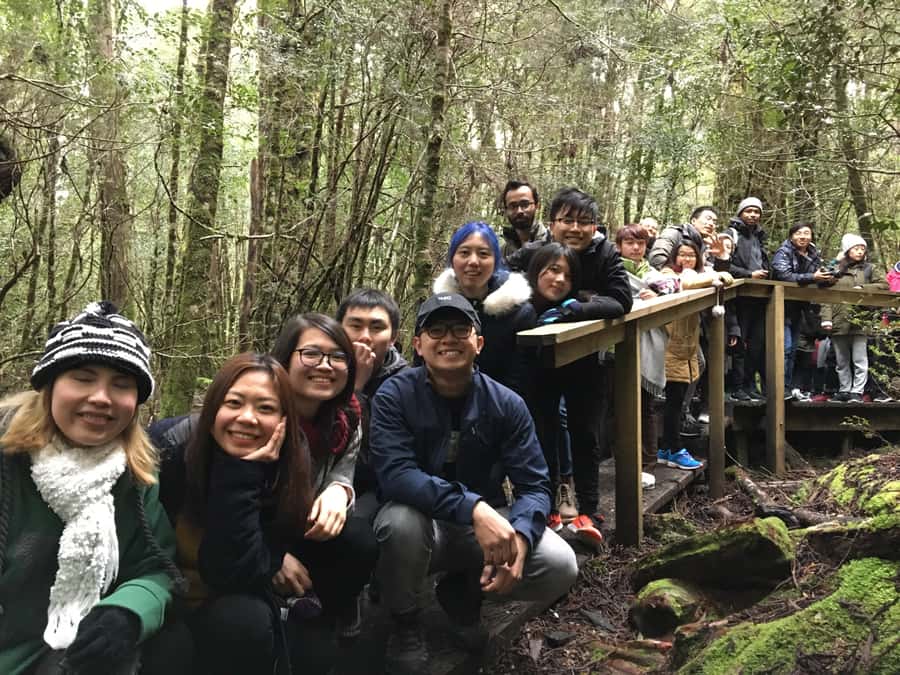 Hobart to Cradle Mountain to Launceston - Enchanted Forest and King Billy Pine: what the canopy walking feels like