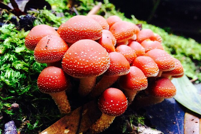 Hobart: Waterfalls, Wilderness & Wildlife - Active Day Tour - The Tall Trees Walk and the Three Falls Circuit Stairs Check