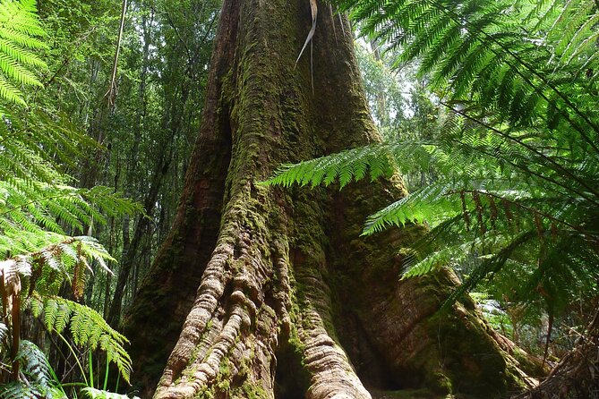 Hobart: Waterfalls, Wilderness & Wildlife - Active Day Tour - Bonorong Wildlife Sanctuary: Devils, Wombats, and Echidnas