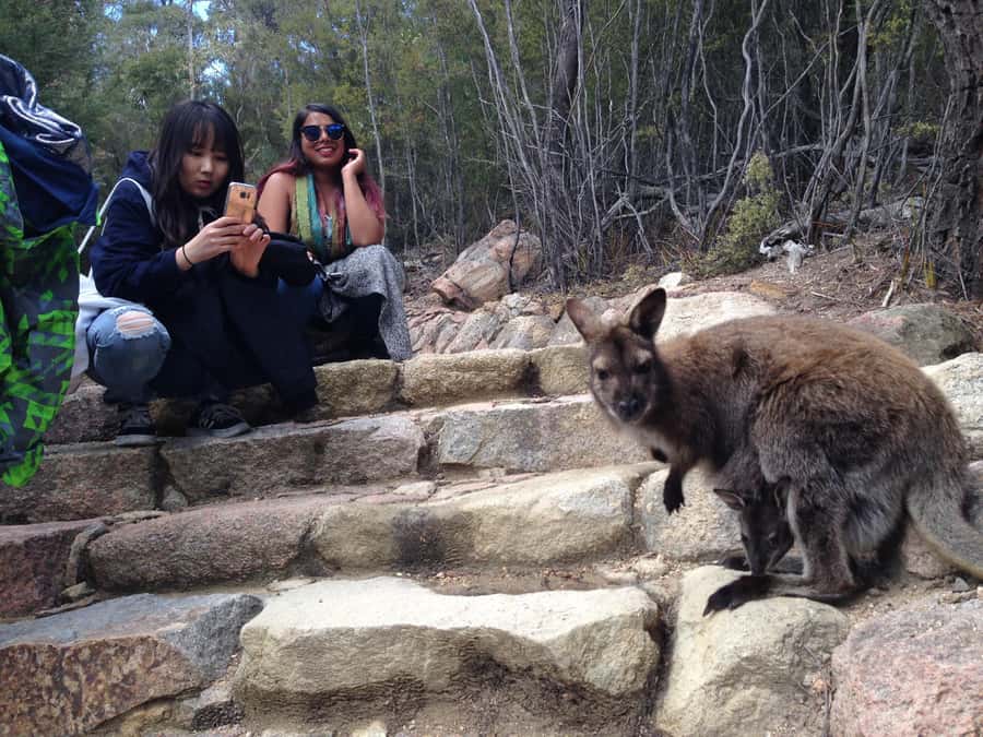 Hobart: Wineglass Bay & Freycinet National Park Active Tour - Who This Tour Suits Best (And Who Should Skip It)