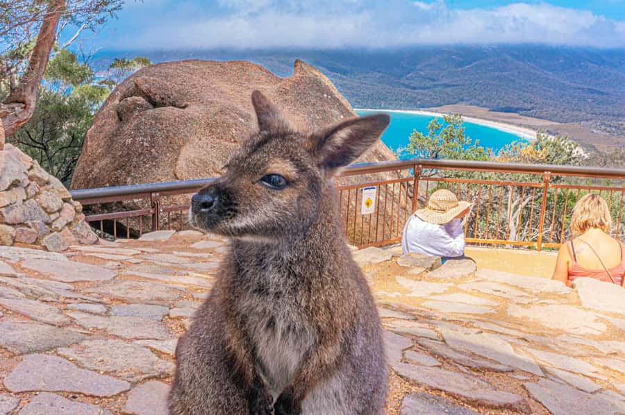 Hobart: Wineglass Bay, Freycinet Park, and Richmond Tour - Raspins Beach and Maria Island: the view with a story attached