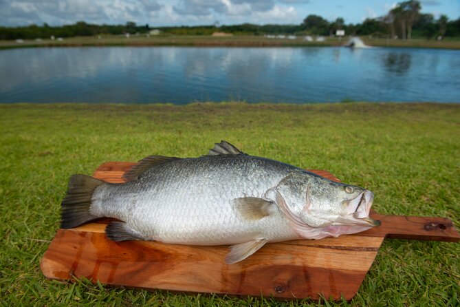 Hook-A-Barra Fishing and Farm Activity - Feeding, weighing, and hand-harvesting iconic barra