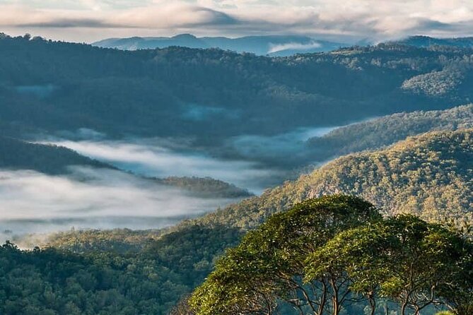 Hop on Hop Off Bus - Tamborine Mountain - Stop 3: Curtis Falls for Waterfall Strolls and Nearby Shops