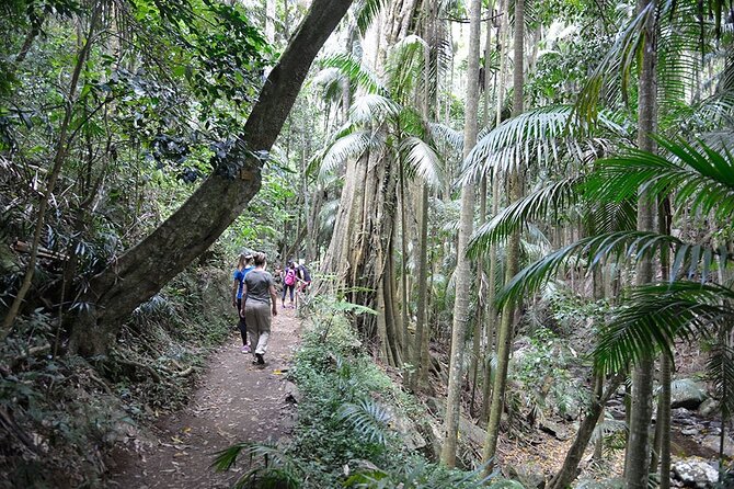 Hop on Hop off - Tamborine Rainforest Skywalk + Glow Worm Caves - Price value: is $118.35 worth it
