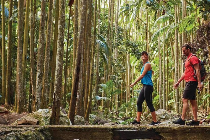 Hop on Hop off - Tamborine Rainforest Skywalk + Glow Worm Caves - Who should book this (and who should think twice)