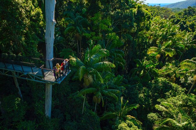 Hop on Hop off - Tamborine Rainforest Skywalk + Glow Worm Caves - Tamborine Rainforest Skywalk: what elevated walking gives you