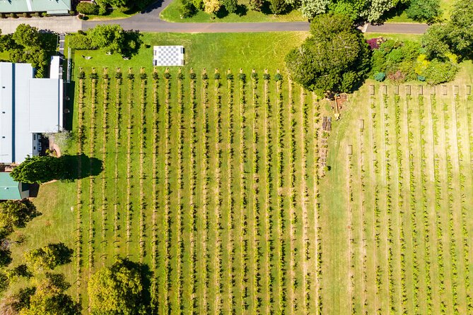 Hop on Hop off Wine tasting tour to Tamborine Mountain - Second tasting: how the day changes after winery one
