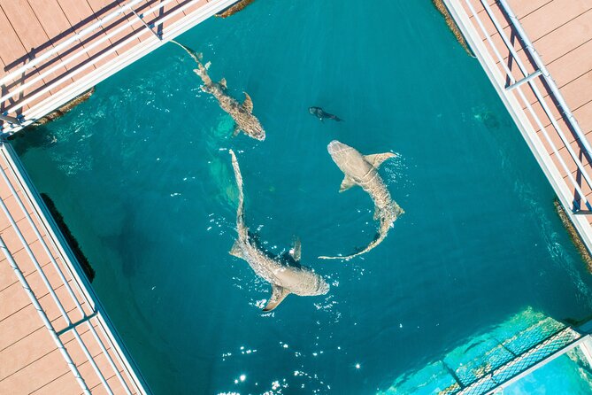 Horizontal Falls Helicopter Adventure from Broome - Marine Viewing Platform and Shark-Free Swim Time