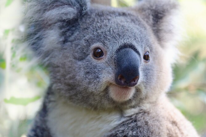 Horse Riding, Koalas & Kangaroos - Wild Australia: Private Tour - A private 11-to-12-hour Sydney day that actually stays in motion