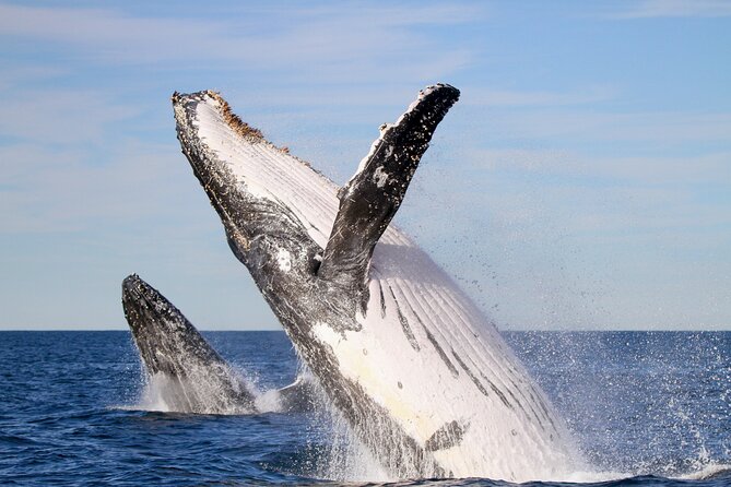 Humpback Whale Encounter Tour from Newcastle - Key moments that make this tour worth your time