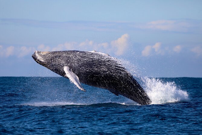 Humpback Whale Encounter Tour from Newcastle - From Wickham Harbour to offshore whale-spotting