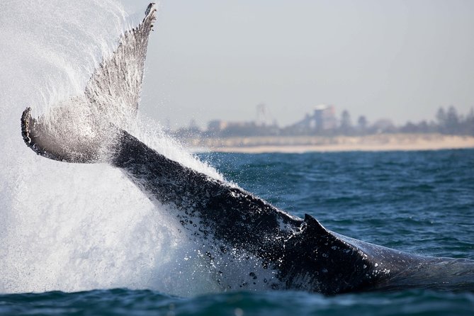 Humpback Whale Encounter Tour from Newcastle - Price and value: is $89.66 fair?