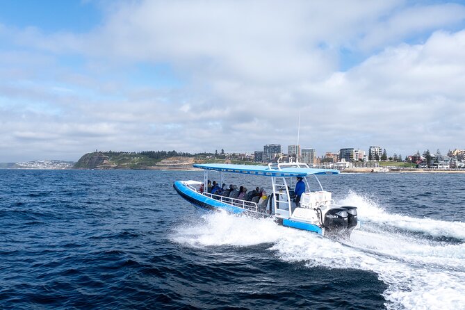 Humpback Whale Encounter Tour from Newcastle - What you’ll actually see: humpback behaviors (and what to watch for)