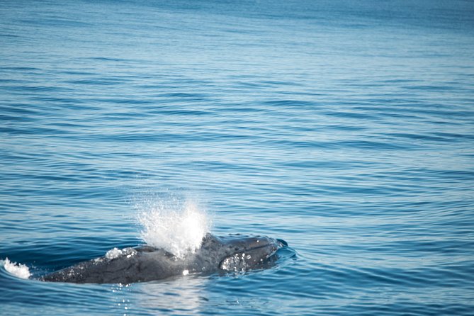 Humpback Whale Safari - Coral Bay morning start: lining up for Ningaloo whales