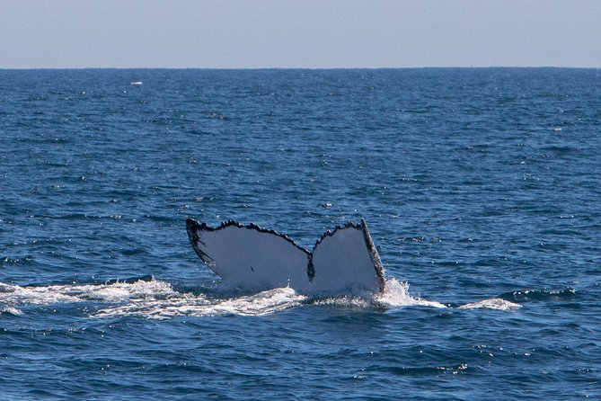 Humpback Whale Safari - Ningaloo Reef migration context: why timing (and season) matters