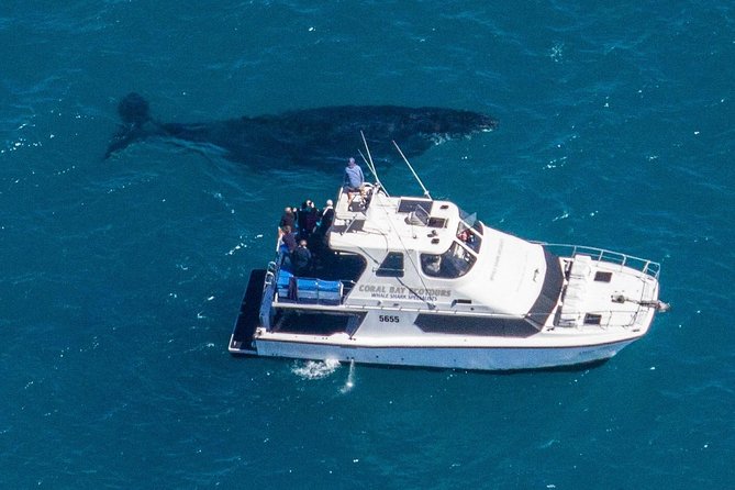 Humpback Whale Safari - The included photo package: getting keepsakes without constant phone duty