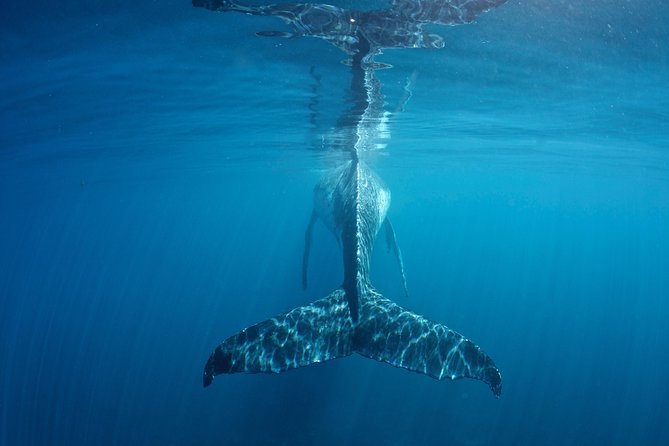 Humpback Whale Safari - How long you’ll be out there and what the day feels like