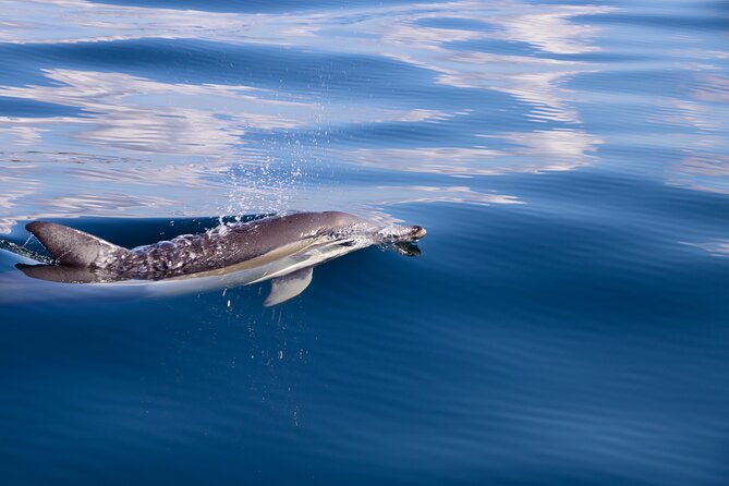 Hunter Coastal Adventure Tour by Boat from Newcastle - Wildlife Spotting: Dolphins, Turtles, and Seabirds