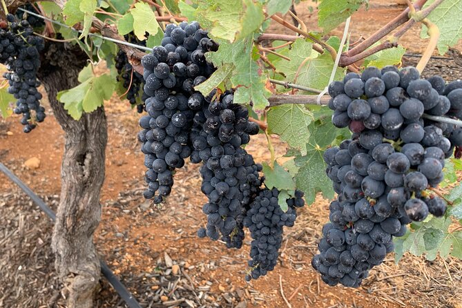 Hunter Valley Private Tour - Price and value: what you’re actually paying for