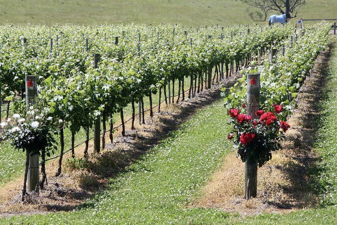 Hunter Valley Private Wine Tasting Tour from Sydney - Winery stop 2: up to 10 tastings and a Shiraz/Semillon focus
