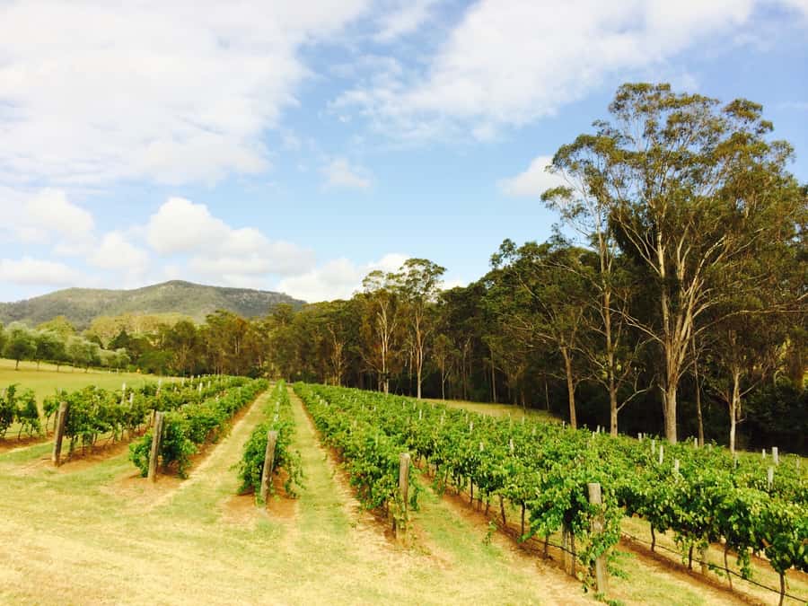 Hunter Valley: Tulloch Wines Mystery Wine & Cheese Tasting - Mystery Wine at Tulloch: how the guessing game helps you taste better