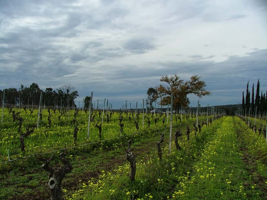 Hunter Valley: Uncork the Hunter Full-Day Wine Tour - Wine and Chocolate Matching: The Sweetness-Tannin Trick