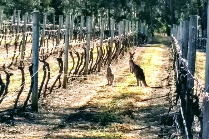 Hunter Valley wine and cheese starting from the Hunter region - The backbone of your day: tastings that match how people actually taste