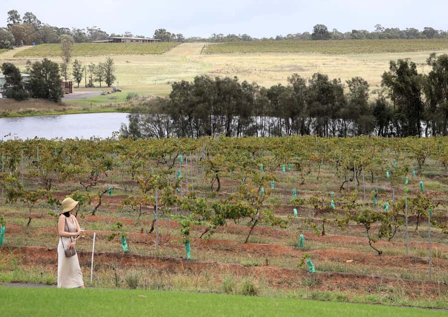 Hunter Valley: Wine, Chocolate and Lunch All Inclusive Tour - 4 Pines at the Farm: lunch + guided tasting in one smooth block
