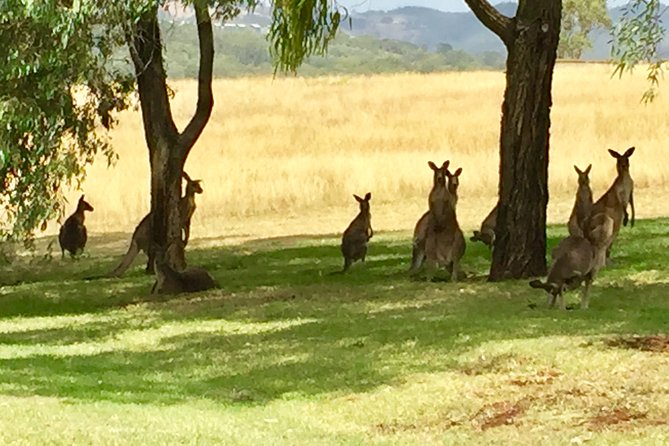 Hunter Valley Wine Tasting Private Tour From Sydney - Scarborough Wine Co Views and the Real Kangaroo Factor