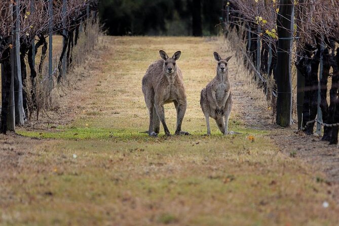 Hunter Valley Wine Tour from Sydney: 3 Wineries & Vineyard Picnic - Bimbadgen Estate: bell tower views and a classic Hunter setting