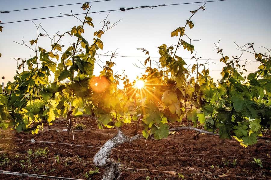 Hunter Valley: Wine Tour with 3 Tastings and Garden Lunch - Cheese Experience: Learning, Tasting, and the Smell Factor