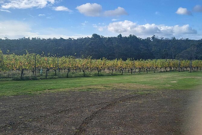 Huon Valley Wine and Cider Tour - Hobart and SE Tasmania - Stop 1: Home Hill Winery for a family-run boutique intro