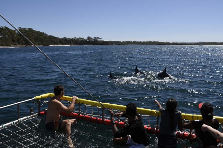Huskisson: Dolphin Cruise & Boom Netting Experience - Key things to know before you go