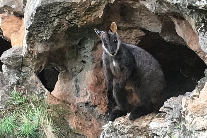 Inside the Greater Blue Mountains World Heritage - A Private Wildlife Safari Overnight - Why an overnight private safari works better than a day trip