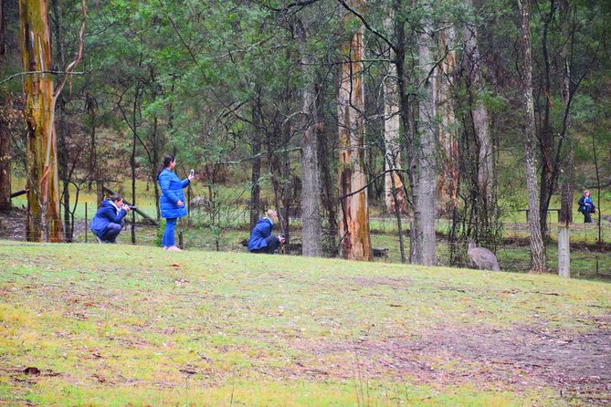 Inside the Greater Blue Mountains World Heritage - A Private Wildlife Safari Overnight - Kanangra-Boyd: a 30 km dirt road into last-wilderness vibes