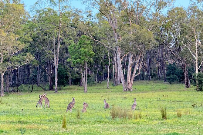 Intimate Blue Mountains Wild Kangaroos & Sunset for Nature Lovers - Food and Energy: Aussie Pie Lunch, Snacks, and Water Rules