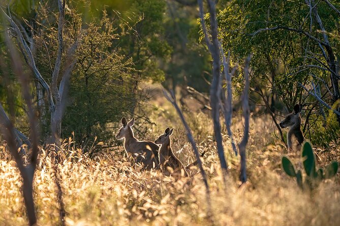 Intimate Blue Mountains Wild Kangaroos & Sunset for Nature Lovers - Small Group Pace with Craig: The Best Part Isn’t the Van, It’s the Rhythm